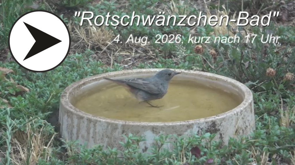 2026-08-04 Rotschwänzchen-Bad bei 39,8°C